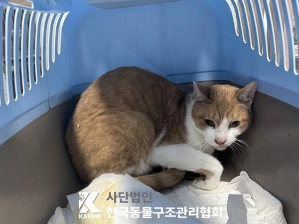 보호중 한국 고양이…